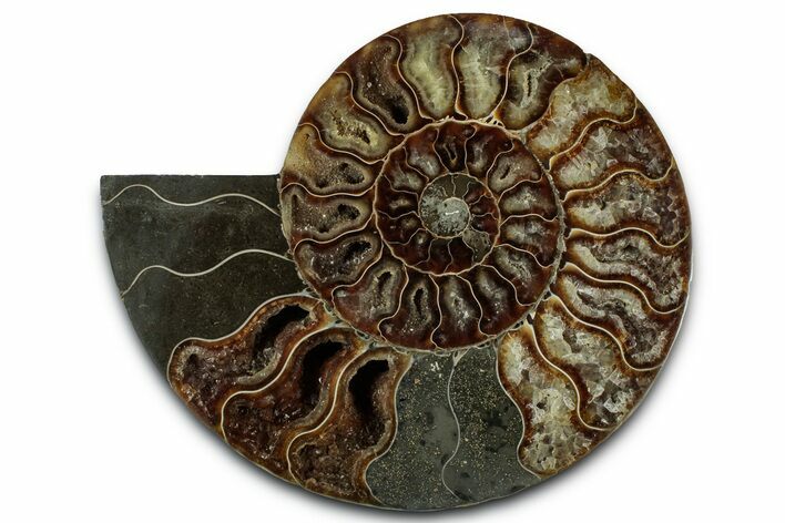 Cut & Polished Ammonite Fossil (Half) - Madagascar #329178